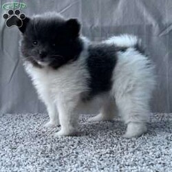 Gabby/Pomeranian									Puppy/Female	/9 Weeks,CUTENESS ALERT!! Gabby is an absolute sweetheart from playing with a toy to snuggles on the couch she will be sure to not disappoint! She is raised in a clean environment and is well socialized with adults and children as well as various other animals. She is vet checked to ensure good health as well as she’s had her vaccines and deworming up to the age appropriate. We also offer a health guarantee. Feel free to call or text with any questions and I will be happy to answer:) all Sunday inquiries will be returned Monday. We also offer delivery services 