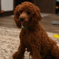 Hudson/Pomapoo									Puppy/Male	/6 Weeks,To contact the breeder about this puppy, click on the “View Breeder Info” tab above.