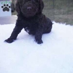 Ollie/Aussiedoodle									Puppy/Male	/10 Weeks,this beautiful Chocolate Ausiedoodle is going to be a little taller then the rest of the siblings , he loves to run play and Tussle with his siblings, would make an excellent walking/hiking partner, he is interacted with daily by kids and adults.