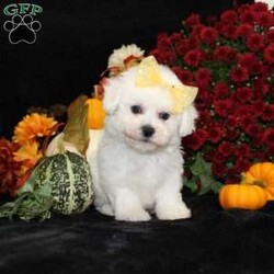 Jewel/Bichon Frise									Puppy/Female	/11 Weeks,To contact the breeder about this puppy, click on the “View Breeder Info” tab above.