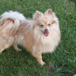 Hudson/Pomapoo									Puppy/Male	/6 Weeks,To contact the breeder about this puppy, click on the “View Breeder Info” tab above.