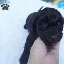 Ollie/Aussiedoodle									Puppy/Male	/10 Weeks,this beautiful Chocolate Ausiedoodle is going to be a little taller then the rest of the siblings , he loves to run play and Tussle with his siblings, would make an excellent walking/hiking partner, he is interacted with daily by kids and adults.