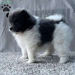 Gabby/Pomeranian									Puppy/Female	/9 Weeks,CUTENESS ALERT!! Gabby is an absolute sweetheart from playing with a toy to snuggles on the couch she will be sure to not disappoint! She is raised in a clean environment and is well socialized with adults and children as well as various other animals. She is vet checked to ensure good health as well as she’s had her vaccines and deworming up to the age appropriate. We also offer a health guarantee. Feel free to call or text with any questions and I will be happy to answer:) all Sunday inquiries will be returned Monday. We also offer delivery services 