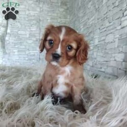 AJ/Cavalier King Charles Spaniel									Puppy/Male	/7 Weeks,Look at me! A healthy happy friendly playful puppy who loves to give puppy kisses! Born and raised in the rolling hills of Holmes county .come meet me or I can be transported to your front door for a small additional fee.text or call for more info.