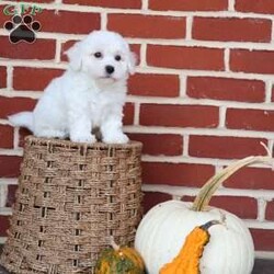 Bunny/Bichon Frise									Puppy/Female	/August 8th, 2025,Bunny is as sweet and gentle as her name suggests. With her soft coat and tender spirit, she has a way of making everyone feel calm and cherished. Bunny loves being close—whether that means resting in your lap or following you around the house just to be near you. She has a playful spark, often hopping about with excitement when she sees her favorite toy, reminding you of a little bunny rabbit in motion. But beyond her playful charm, Bunny is all heart. She’s the kind of puppy who makes you pause and smile, even on the busiest of days. Her affectionate nature ensures that she’ll always be a source of comfort and joy, whether through a nuzzle against your cheek or the sparkle in her eyes when she sees you walk in the door. Bunny doesn’t just brighten a room—she fills it with love. She’s the kind of companion that makes life feel softer, sweeter, and infinitely more joyful.