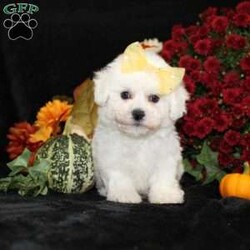 Jewel/Bichon Frise									Puppy/Female	/11 Weeks,To contact the breeder about this puppy, click on the “View Breeder Info” tab above.