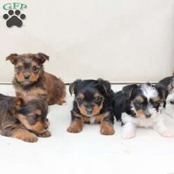 Rocky/Yorkie									Puppy/Male	/August 26th, 2025,Rocky is a part of the absolute dreamiest litter of Yorkies, his dad is chocolate, and his mom is black and tan with a party bloodline . he has an approximate adult weight of 4 to 5 pounds . 