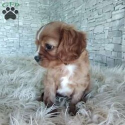 AJ/Cavalier King Charles Spaniel									Puppy/Male	/7 Weeks,Look at me! A healthy happy friendly playful puppy who loves to give puppy kisses! Born and raised in the rolling hills of Holmes county .come meet me or I can be transported to your front door for a small additional fee.text or call for more info.