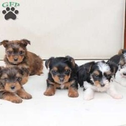Rocky/Yorkie									Puppy/Male	/August 26th, 2025,Rocky is a part of the absolute dreamiest litter of Yorkies, his dad is chocolate, and his mom is black and tan with a party bloodline . he has an approximate adult weight of 4 to 5 pounds . 