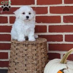 Bunny/Bichon Frise									Puppy/Female	/August 8th, 2025,Bunny is as sweet and gentle as her name suggests. With her soft coat and tender spirit, she has a way of making everyone feel calm and cherished. Bunny loves being close—whether that means resting in your lap or following you around the house just to be near you. She has a playful spark, often hopping about with excitement when she sees her favorite toy, reminding you of a little bunny rabbit in motion. But beyond her playful charm, Bunny is all heart. She’s the kind of puppy who makes you pause and smile, even on the busiest of days. Her affectionate nature ensures that she’ll always be a source of comfort and joy, whether through a nuzzle against your cheek or the sparkle in her eyes when she sees you walk in the door. Bunny doesn’t just brighten a room—she fills it with love. She’s the kind of companion that makes life feel softer, sweeter, and infinitely more joyful.