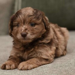 Hudson/Pomapoo									Puppy/Male	/6 Weeks,To contact the breeder about this puppy, click on the “View Breeder Info” tab above.