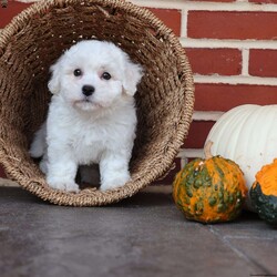 Bunny/Bichon Frise									Puppy/Female	/August 8th, 2025,Bunny is as sweet and gentle as her name suggests. With her soft coat and tender spirit, she has a way of making everyone feel calm and cherished. Bunny loves being close—whether that means resting in your lap or following you around the house just to be near you. She has a playful spark, often hopping about with excitement when she sees her favorite toy, reminding you of a little bunny rabbit in motion. But beyond her playful charm, Bunny is all heart. She’s the kind of puppy who makes you pause and smile, even on the busiest of days. Her affectionate nature ensures that she’ll always be a source of comfort and joy, whether through a nuzzle against your cheek or the sparkle in her eyes when she sees you walk in the door. Bunny doesn’t just brighten a room—she fills it with love. She’s the kind of companion that makes life feel softer, sweeter, and infinitely more joyful.