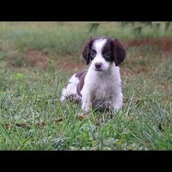 Irene/English Springer Spaniel									Puppy/Female	/9 Weeks,Hi, I’m Irene—an adorable AKC registered English Springer Spaniel puppy with a happy, playful spirit! I love wagging my tail, chasing after toys, and exploring the world around me with my curious eyes. With my soft coat and sweet personality, I’m just as good at snuggling as I am at playing. Loyal, loving, and full of charm, I can’t wait to find my forever family and fill their days with joy.