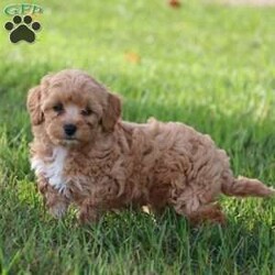 Kiva/Mini Labradoodle									Puppy/Female	/9 Weeks,Meet Kiva, a precious hypoallergenic F1bb mini labradoodle.  She is cuddly and sweet and enjoys snuggles. She has been loved and played with alot as she is family raised and enjoys being with children. She has an adorable personality,  so sweet and gentle. She comes with a clear vet check,  up to date vaccinations, and dewormed.  Her mom weighs 30 lbs. and her dad weighs 10 lbs. She will likely grow to weigh somewhere between the two. She is ready to join her new family! 