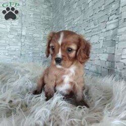AJ/Cavalier King Charles Spaniel									Puppy/Male	/7 Weeks,Look at me! A healthy happy friendly playful puppy who loves to give puppy kisses! Born and raised in the rolling hills of Holmes county .come meet me or I can be transported to your front door for a small additional fee.text or call for more info.