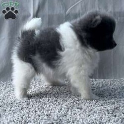 Gabby/Pomeranian									Puppy/Female	/9 Weeks,CUTENESS ALERT!! Gabby is an absolute sweetheart from playing with a toy to snuggles on the couch she will be sure to not disappoint! She is raised in a clean environment and is well socialized with adults and children as well as various other animals. She is vet checked to ensure good health as well as she’s had her vaccines and deworming up to the age appropriate. We also offer a health guarantee. Feel free to call or text with any questions and I will be happy to answer:) all Sunday inquiries will be returned Monday. We also offer delivery services 