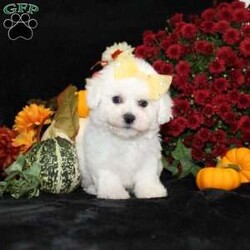 Jewel/Bichon Frise									Puppy/Female	/11 Weeks,To contact the breeder about this puppy, click on the “View Breeder Info” tab above.
