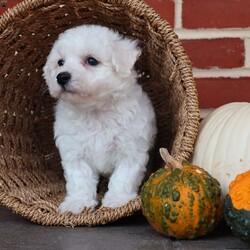 Blessing/Bichon Frise									Puppy/Female	/August 8th, 2025,True to her name, Blessing is a little bundle of joy that feels like sunshine wrapped in soft white fur. From the moment you meet her, she carries a special sparkle that lights up the room. Her big, expressive eyes seem to say, “Life is better when we’re together,” and she proves it with every wag of her tail. Blessing has a sweet, affectionate nature that makes her the perfect cuddle buddy, always ready to curl up in your lap and soak up love. She also has a playful side that will make you laugh as she prances around with her toys, as if she knows she’s the star of the show. She thrives on connection and is happiest when she’s making someone smile. Whether it’s a soft kiss on your hand, a joyful dance when you walk in the door, or the comfort of her presence after a long day, Blessing lives up to her name in every way. She’s not just a puppy—she’s a reminder that life’s greatest gifts are small, furry, and full of love.