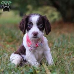 Irene/English Springer Spaniel									Puppy/Female	/9 Weeks,Hi, I’m Irene—an adorable AKC registered English Springer Spaniel puppy with a happy, playful spirit! I love wagging my tail, chasing after toys, and exploring the world around me with my curious eyes. With my soft coat and sweet personality, I’m just as good at snuggling as I am at playing. Loyal, loving, and full of charm, I can’t wait to find my forever family and fill their days with joy.