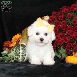 Jewel/Bichon Frise									Puppy/Female	/11 Weeks,To contact the breeder about this puppy, click on the “View Breeder Info” tab above.