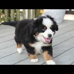 Ollie/Miniature Australian Shepherd									Puppy/Male	/34 Weeks,Ollie is a sweet natured Miniature Australian Shepherd puppy who is great with kids and can be registered with the ASDR. This playful boy is friendly and charming! He is well socialized, family raised with children, and ready to be the best addition to his forever family! Ollie will be seen by a vet and kept up to date on shots and de-wormer. He’ll also come home with a health guarantee provided by the breeders.