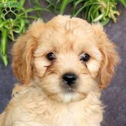 Jack/Cavachon									Puppy/Male	/July 25th, 2025,Get ready to fall in love with this adorable Cavachon puppy, Jack! He is super bubbly, and both of his parents are available to meet. Jack is already vet checked and up to date on shots & wormer, plus the breeder provides a 30-day health guarantee. Also, he is family-raised with children and well-socialized, making him the perfect fit for anyone interested in adopting.