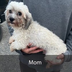 Betty/Havanese									Puppy/Female	/10 Weeks,Hello there! I’m Betty a beautiful Havanese puppy! These puppies have a Mom that weighs around 11 pounds and Dad weighs around 12 pounds! Betty is the perfect addition to any family. Don’t miss the opportunity to bring home this delightful Havanese puppy! I’m well socialized with children and ready to fit into your family! I would love to fill your home with all of my puppy love! I have been vet checked, microchipped and I am up to date on vaccinations and dewormings and will come with a one year genetic health guarantee. Call or text anytime to make me the newest addition to your family and get ready to spend a lifetime of tail wagging fun! See attached video! 