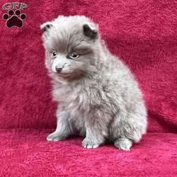 Rita/Pomeranian									Puppy/Female	/8 Weeks,Come meet Rita! She is an absolute sweetheart and loves cuddles! She will be sure to not disappoint from playing with her toys to being super intelligent with her training. She is raised in a clean and loving environment and is well socialized with adults and children as well as various other animals. She is vet checked to ensure good health and is up to date on vaccines and deworming. We also offer a health guarantee. Feel free to call or text and I will be happy to answer:) delivery is also an option. Any Sunday inquiries will be returned Monday morning at my earliest convenience 