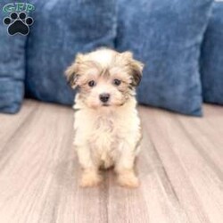 Betty/Havanese									Puppy/Female	/10 Weeks,Hello there! I’m Betty a beautiful Havanese puppy! These puppies have a Mom that weighs around 11 pounds and Dad weighs around 12 pounds! Betty is the perfect addition to any family. Don’t miss the opportunity to bring home this delightful Havanese puppy! I’m well socialized with children and ready to fit into your family! I would love to fill your home with all of my puppy love! I have been vet checked, microchipped and I am up to date on vaccinations and dewormings and will come with a one year genetic health guarantee. Call or text anytime to make me the newest addition to your family and get ready to spend a lifetime of tail wagging fun! See attached video! 