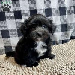 Raven/Coton de Tulear Mix									Puppy/Female	/July 27th, 2025,Meet Raven a sweet little Poo/ton  mom is a Coton de Tulear and dad a Poodle.     Microchipped, vet checked and shots are up to date.    Lavern Reifff license # 3221