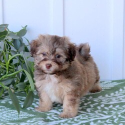 Caspian/Havanese									Puppy/Male	/July 27th, 2025,Caspian is a wiggly and sweet Havanese puppy who is great with kids and can be registered with the AKC! This adorable boy is well socialized, family raised with children, and ready to meet you! Caspian has been seen by a vet and is up to date on shots and de-wormer. He will also come home with a health guarantee provided by the breeders!