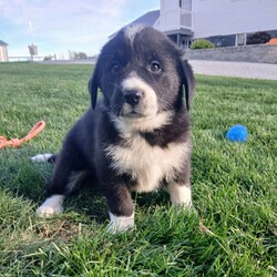 Sunny/Newfoundland Mix									Puppy/Female	/September 11th, 2025,Sunny, her sweet temperament and lively play will most certainly win your heart! Her mother is an AKC registered Newfoundland and her dad is a mix. While it wasn’t meant to happen they had the cutest puppies!! Both parents love attention and being around their people. We are doing our best to give these puppies are great start and want to find families who can continue giving them a great life:) please reach out with an questions and I will get back to you as soon as possible.  