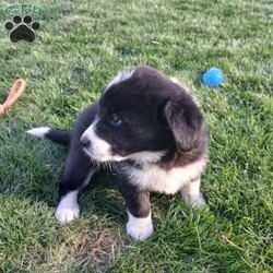 Sunny/Newfoundland Mix									Puppy/Female	/September 11th, 2025,Sunny, her sweet temperament and lively play will most certainly win your heart! Her mother is an AKC registered Newfoundland and her dad is a mix. While it wasn’t meant to happen they had the cutest puppies!! Both parents love attention and being around their people. We are doing our best to give these puppies are great start and want to find families who can continue giving them a great life:) please reach out with an questions and I will get back to you as soon as possible.  