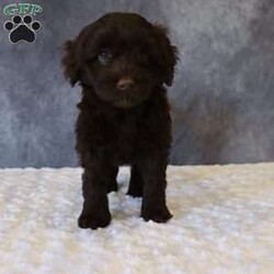 Tally/Portuguese Water Dog									Puppy/Female	/62 Weeks,Meet Tally, an adorable Portuguese Water Dog — the perfect blend of brains, beauty, and affection! This little bundle of fluff is full of playful energy and sweet cuddles.