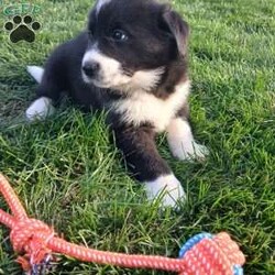 Sunny/Newfoundland Mix									Puppy/Female	/September 11th, 2025,Sunny, her sweet temperament and lively play will most certainly win your heart! Her mother is an AKC registered Newfoundland and her dad is a mix. While it wasn’t meant to happen they had the cutest puppies!! Both parents love attention and being around their people. We are doing our best to give these puppies are great start and want to find families who can continue giving them a great life:) please reach out with an questions and I will get back to you as soon as possible.  