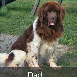 Polly/Newfoundland									Puppy/Female	/10 Weeks,Hello there! I’m Polly, a beautiful Black Newfoundland puppy! Polly is the perfect addition to any family. Don’t miss the opportunity to bring home this delightful Newfoundland puppy! Polly is a typical Newfy, playful and curious! I would love to fill your home with all of my puppy love! I have been vet checked, and I am up to date on vaccinations and dewormings and will come with a one year genetic health guarantee and AKC registration. You’re welcome to stop by and look at these lovely Newfoundlands anytime and see for yourself how much love they get! See attached video!