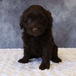 Tally/Portuguese Water Dog									Puppy/Female	/62 Weeks,Meet Tally, an adorable Portuguese Water Dog — the perfect blend of brains, beauty, and affection! This little bundle of fluff is full of playful energy and sweet cuddles.