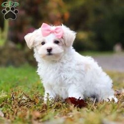 Jasmine/Maltipoo									Puppy/Female	/10 Weeks,Hi, I’m Jasmine — a darling little Maltipoo with a heart full of love and a playful sparkle in my eyes! My soft, fluffy coat and happy little wiggle make it hard not to smile when you see me. I love playing with my toys, exploring new places, and curling up for cozy snuggles when it’s time to rest. Whether I’m bouncing around or nestled in your arms, I’m always ready to fill your days with joy, laughter, and sweet puppy kisses!