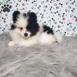 Lola/Pomeranian									Puppy/Female	/9 Weeks,Lola is a sweet pomeranian puppy with a gentle disposition. This cutie is well socialized and will be so happy to meet you! Lola has been vet checked and is up-to-date on shots and deworming. She will be a great addition to your family. For more information or to schedule a visit please call or text us today. 