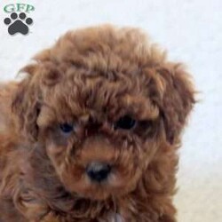 Nancy/Toy Poodle									Puppy/Female	/11 Weeks,Nancy is a precious Toy Poodle puppy who can be registered with the AKC. This cutie-pie is socialized, family raised, and ready to meet you! She comes home vet checked and up to date on shots and de-wormer. Plus, the breeder provides a 30 day health guarantee and an extended genetic health guarantee when Nancy joins her forever family.