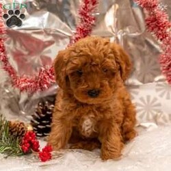 Ace/Mini Goldendoodle									Puppy/Male	/8 Weeks,These adorable Mini Goldendoodle puppies are looking for loving forever homes! They have been family raised with care and attention, making them well-socialized, friendly, and used to the sights and sounds of everyday life. They love to play, cuddle, and be close to people, making them the perfect choice for families or individuals looking for a loyal companion.