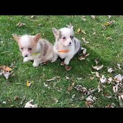 Grant/Pembroke Welsh Corgi									Puppy/Male	/8 Weeks,Our adorable Corgi puppies each have their own unique coloring and gentle, cheerful personality. They’re calm, playful, and ready to join your family. Every puppy is vet checked, dewormed, and up to date on shots. They’re well socialized and spend lots of time with our children, making them excellent companions for families looking for a friendly, easygoing pup.