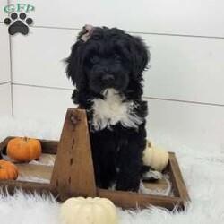 Raven/Portuguese Water Dog									Puppy/Female	/September 13th, 2025,Raven is a very outgoing busy little girl that is always full of mischief!She loves to play in the leaves but is always ready for a good snuggle after her playtime.She is up to date on vaccinations and wormer.parents have both been health tested and are clear .please feel free to call or text for more info