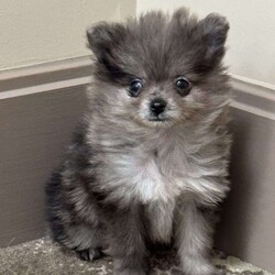 Bluey/Pomeranian									Puppy/Male	/September 19th, 2025,Adorable Teacup Pomeranian Puppy Meet this stunning little bundle of joy — a rare Merle-colored Teacup Pomeranian with the most enchanting one speckled blue eye that’ll melt your heart. Tiny in size but overflowing with personality, this precious pup has a soft, fluffy coat patterned with unique swirls of silver, grey, and lavender blue — no two markings alike! Playful, curious, and full of love, they’re the perfect mix of spunky and snuggly. Whether chasing toys around or curling up in your lap, this baby knows how to make every moment special. Their small size makes them easy to carry and love everywhere you go — truly a pocket-sized best friend with a big heart.