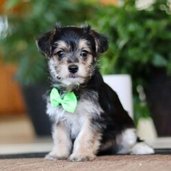 Travis/Morkie / Yorktese									Puppy/Male	/8 Weeks,Meet Travis, our adorable Morkie boy with a heart full of sweetness and a personality that shines! This handsome little guy is the perfect mix of his Maltese and Yorkie parents—loving, playful, and irresistibly cute. With his soft, fluffy coat and bright, curious eyes, Travis is sure to steal your heart the moment you meet him. He loves to play, explore, and snuggle up for cozy naps, making him the perfect companion for both fun and relaxation.
