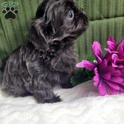 Hazel/Shih Tzu									Puppy/Female	/12 Weeks,Hazel is a very Lively and well socialized puppy. She has a beautiful blue coat plus an AKC registration and is tested with embark. Please contact us to make sweet Hazel your  very own puppy!