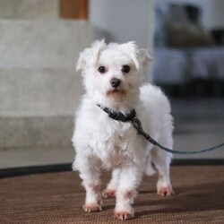 Carson/Maltipoo									Puppy/Male	/8 Weeks,Carson will join his new family vet-checked, microchipped, up to date on vaccines and dewormer, and covered by our one-year health guarantee. If you have any questions or would like to learn more, feel free to call or text Tina Hershberger 