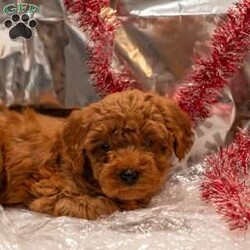 Ace/Mini Goldendoodle									Puppy/Male	/8 Weeks,These adorable Mini Goldendoodle puppies are looking for loving forever homes! They have been family raised with care and attention, making them well-socialized, friendly, and used to the sights and sounds of everyday life. They love to play, cuddle, and be close to people, making them the perfect choice for families or individuals looking for a loyal companion.