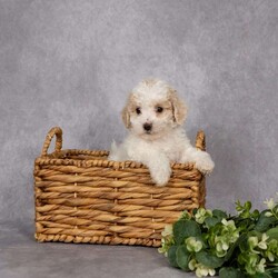 Dean/Bich-Poo									Puppy/Male	/11 Weeks,Say hello to Dean, an adorable Bich-Poo puppy with a heart full of love and a tail that never stops wagging. Dean is the perfect mix of playful energy and cozy snuggle time — he’ll happily chase a toy around the yard, then curl up beside you for a well-deserved nap.