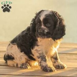 Mona/Cocker Spaniel									Puppy/Female	/8 Weeks,Meet our AKC Cocker Spaniel puppies! They are family raised and love to follow our three year old everywhere! 